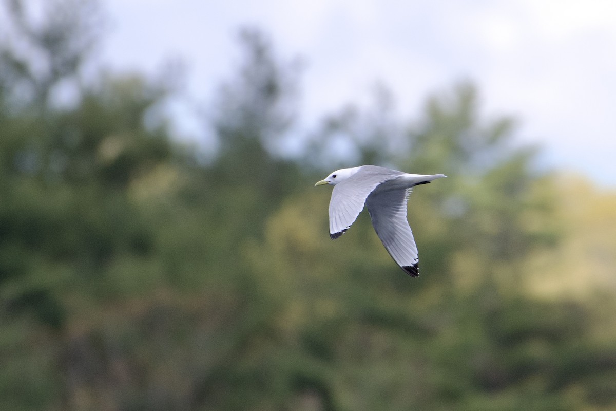 Black-legged Kittiwake - ML568067661