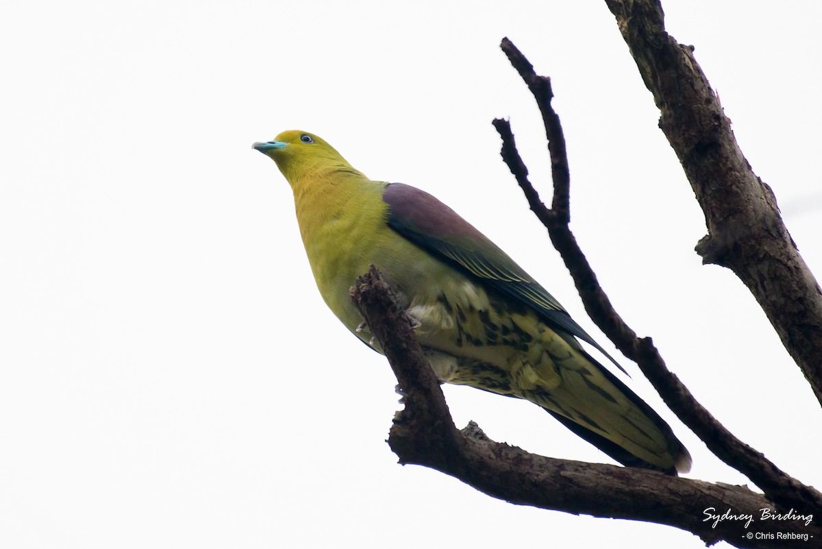 White-bellied Green-Pigeon - Chris Rehberg  | Sydney Birding