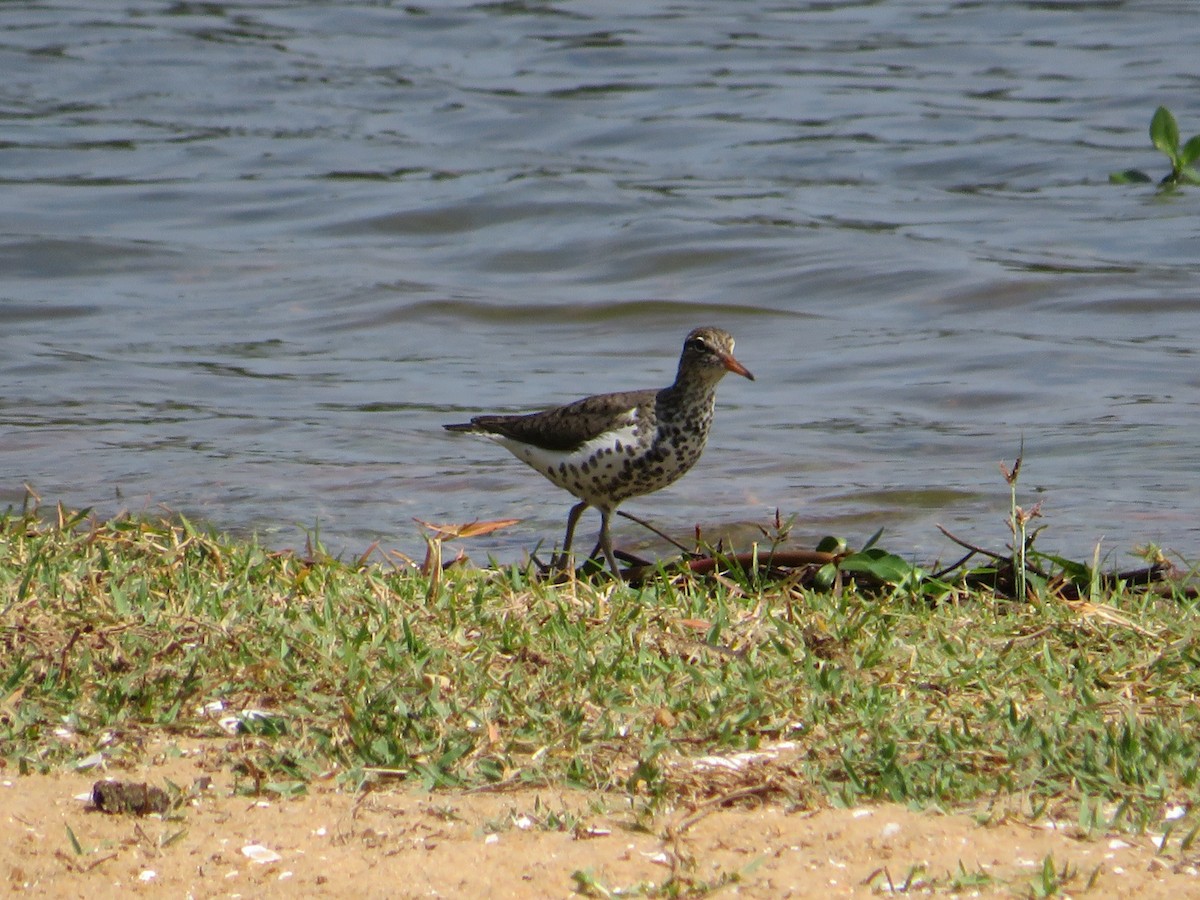 Spotted Sandpiper - ML568067951