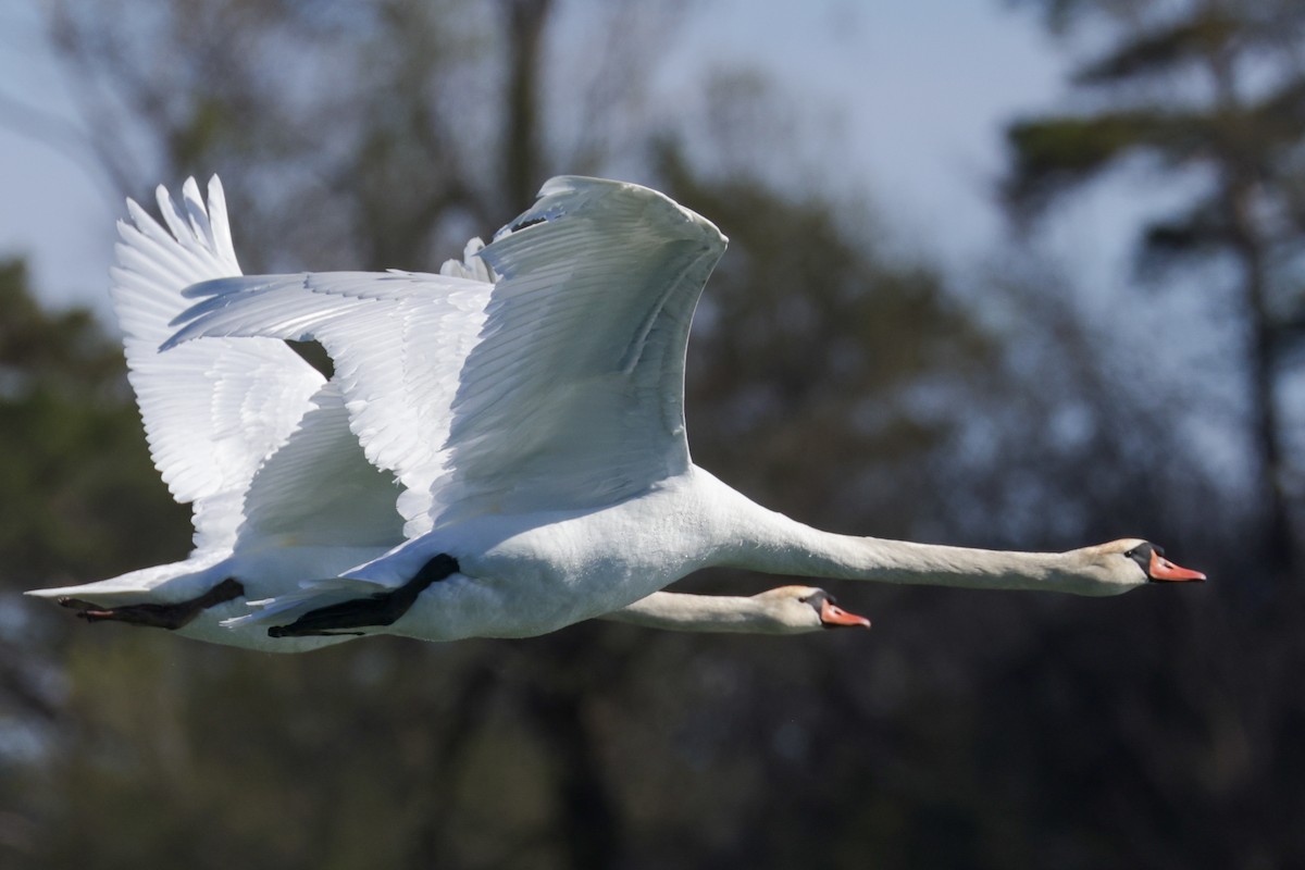 Mute Swan - Ian Somerville