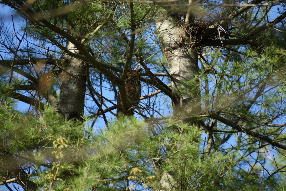 Great Horned Owl - ML568069721