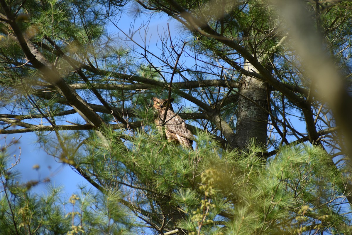 Great Horned Owl - ML568069741