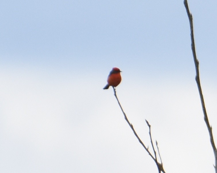 Vermilion Flycatcher - Brian Hicks