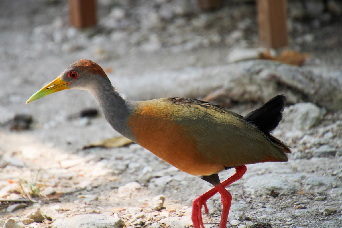 Russet-naped Wood-Rail - ML568070991