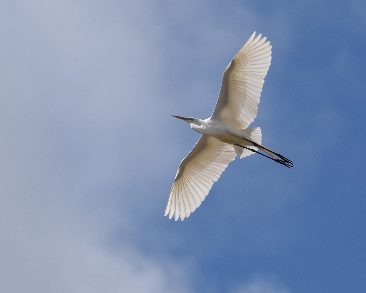 Great Egret - ML568071081