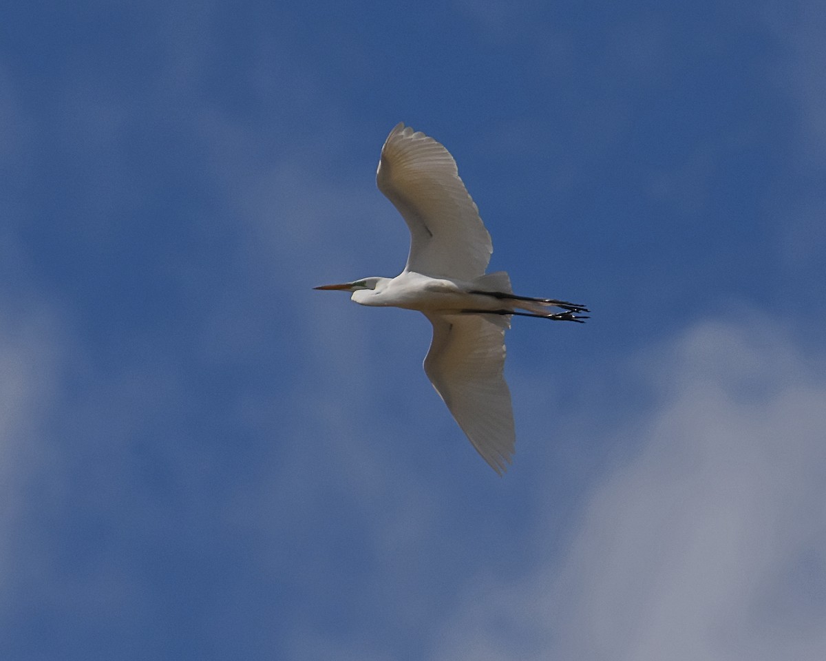 Great Egret - Brian Hicks