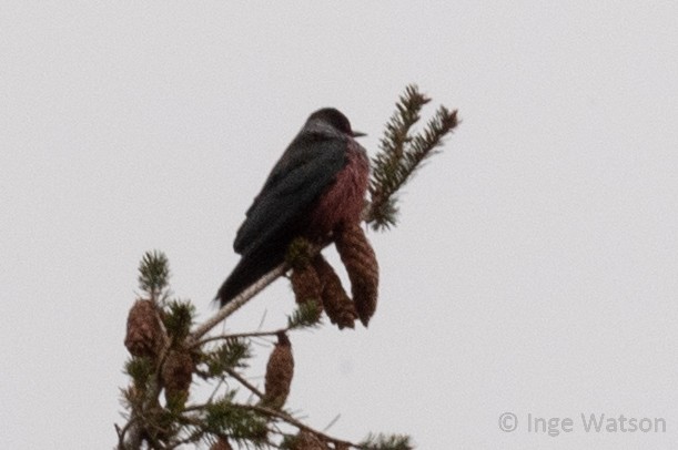 Lewis's Woodpecker - Inge W