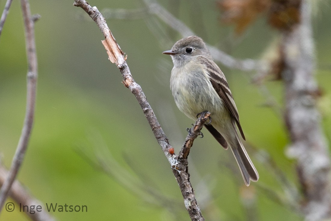 Hammond's Flycatcher - Inge W