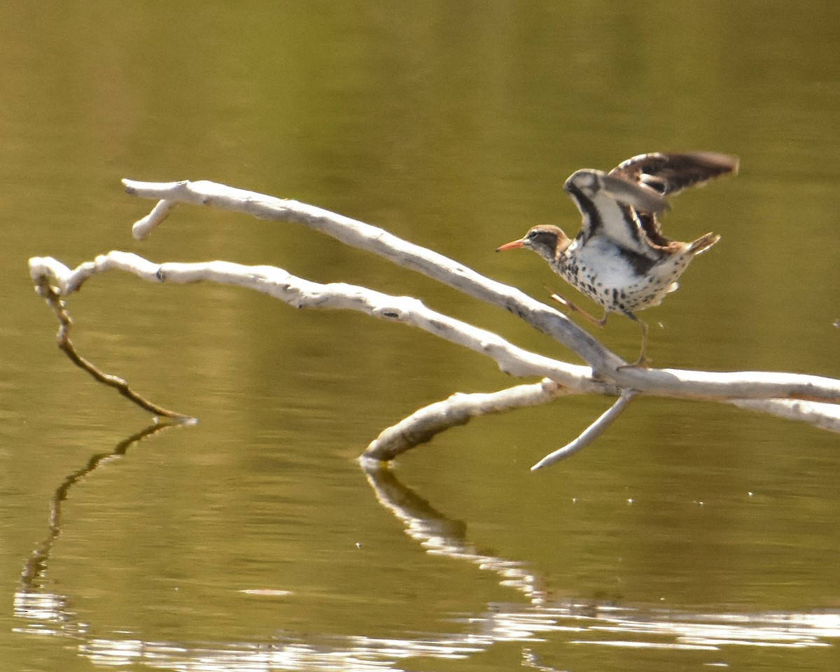 Spotted Sandpiper - Brian Hicks