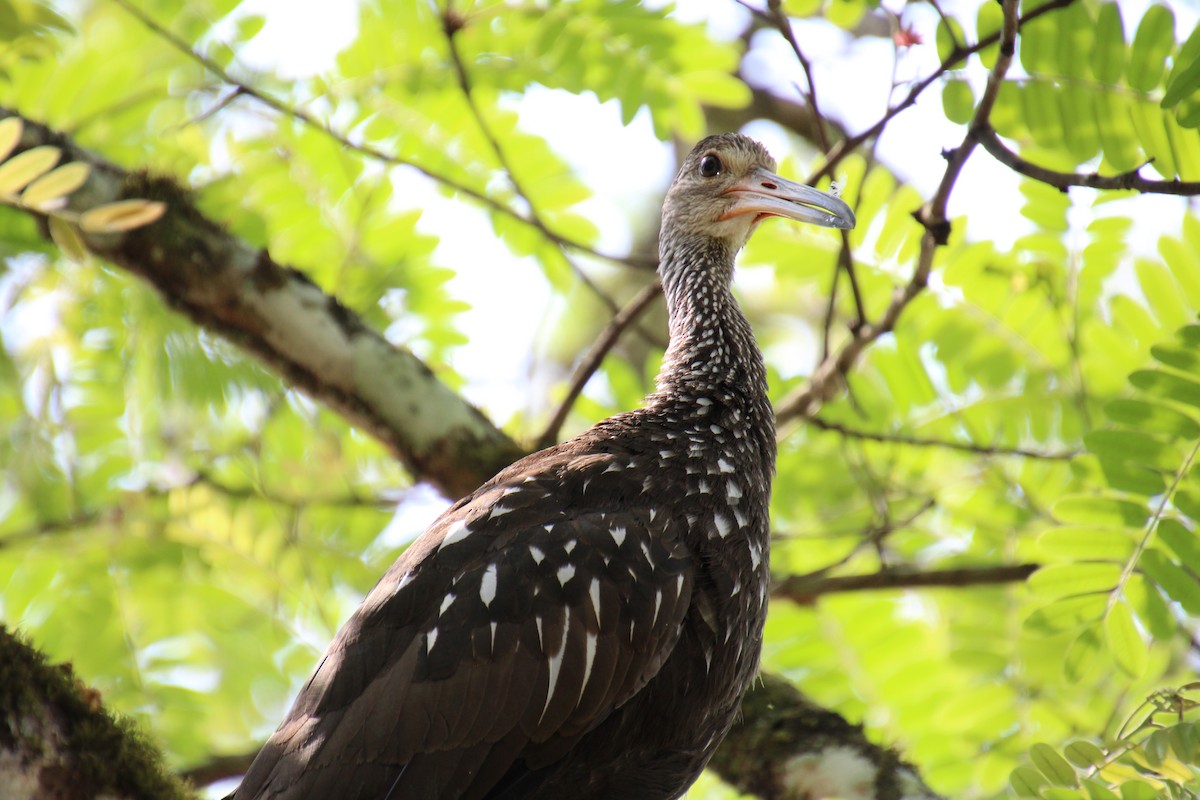 Limpkin - ML568071631