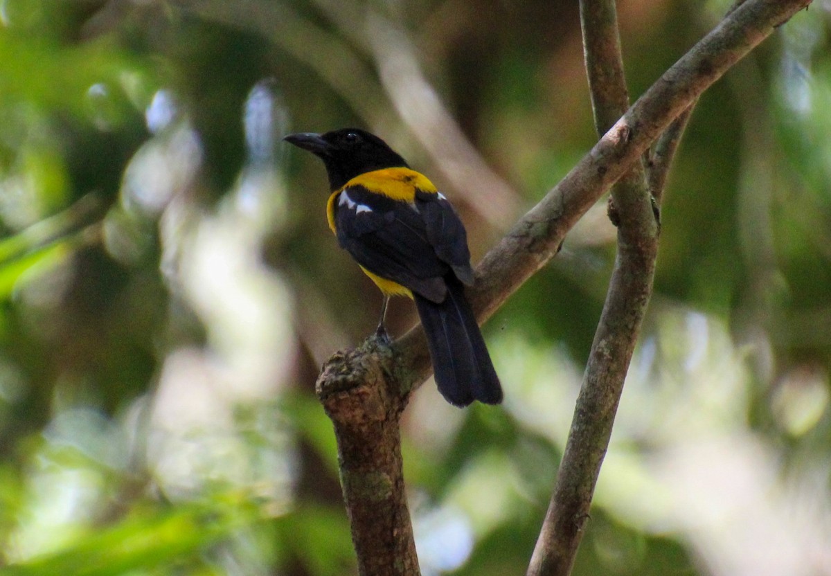 Black-throated Shrike-Tanager - ML568071861