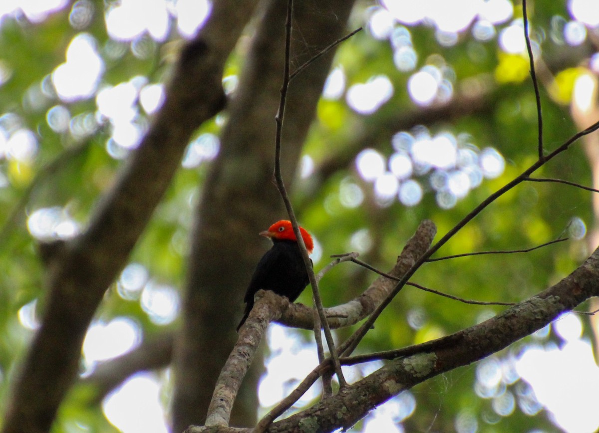 Red-capped Manakin - ML568071981