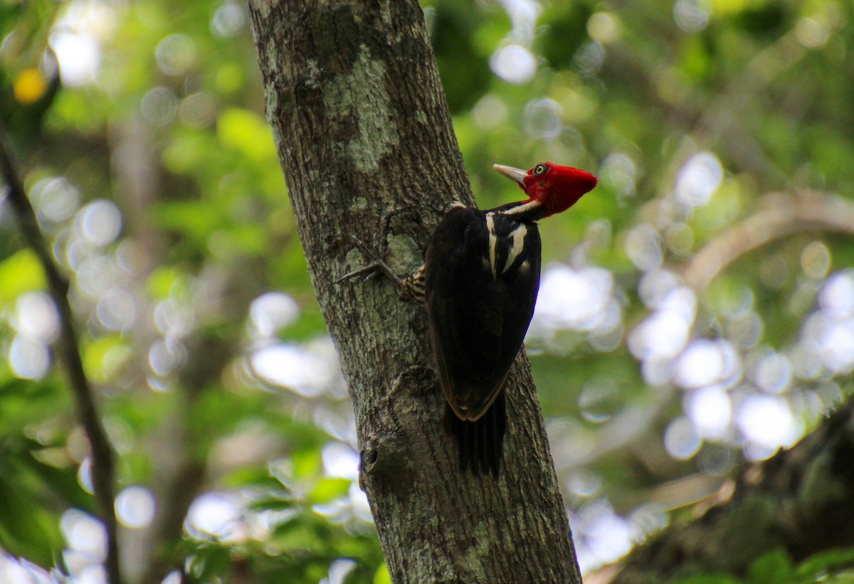 Pale-billed Woodpecker - ML568072171