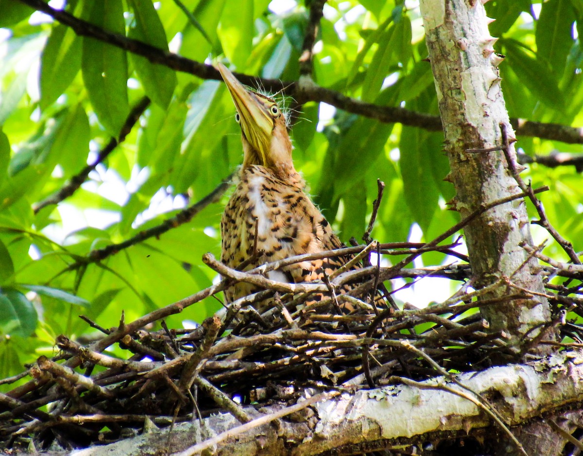 Bare-throated Tiger-Heron - ML568072801