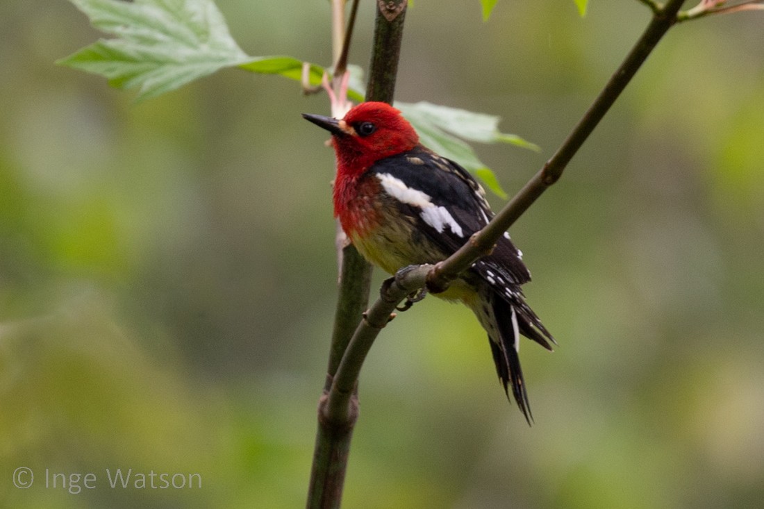 Red-breasted Sapsucker - Inge W