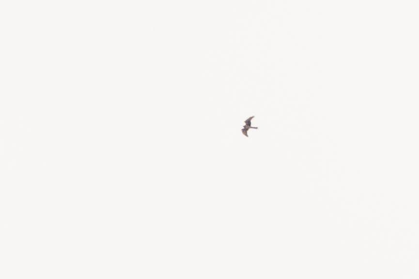 Northern Harrier - ML568074271