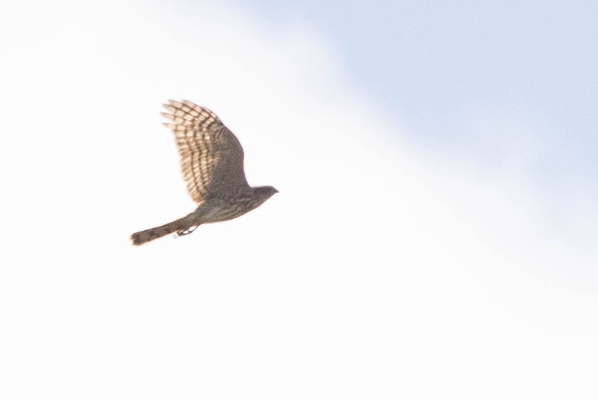 Sharp-shinned Hawk - ML568074401