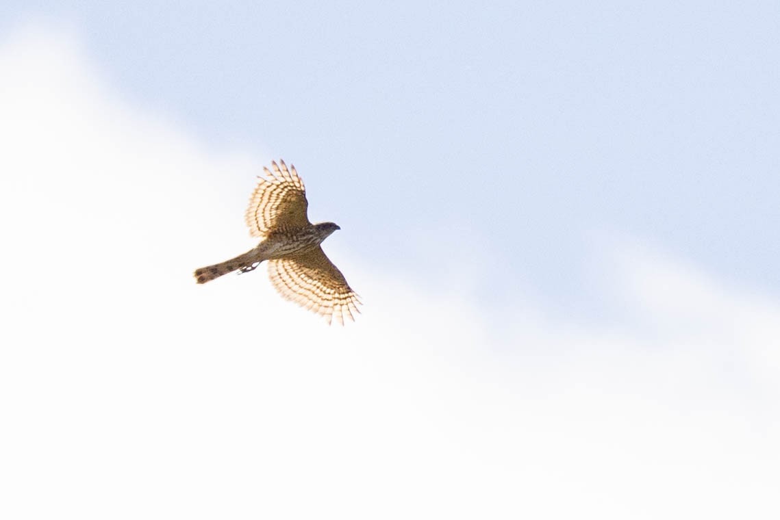 Sharp-shinned Hawk - ML568074411