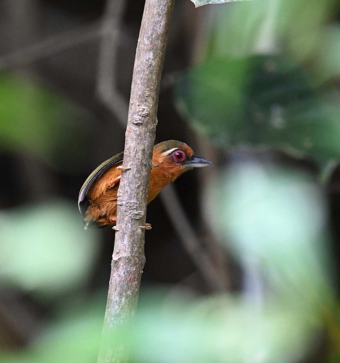 White-browed Piculet - ML568074621