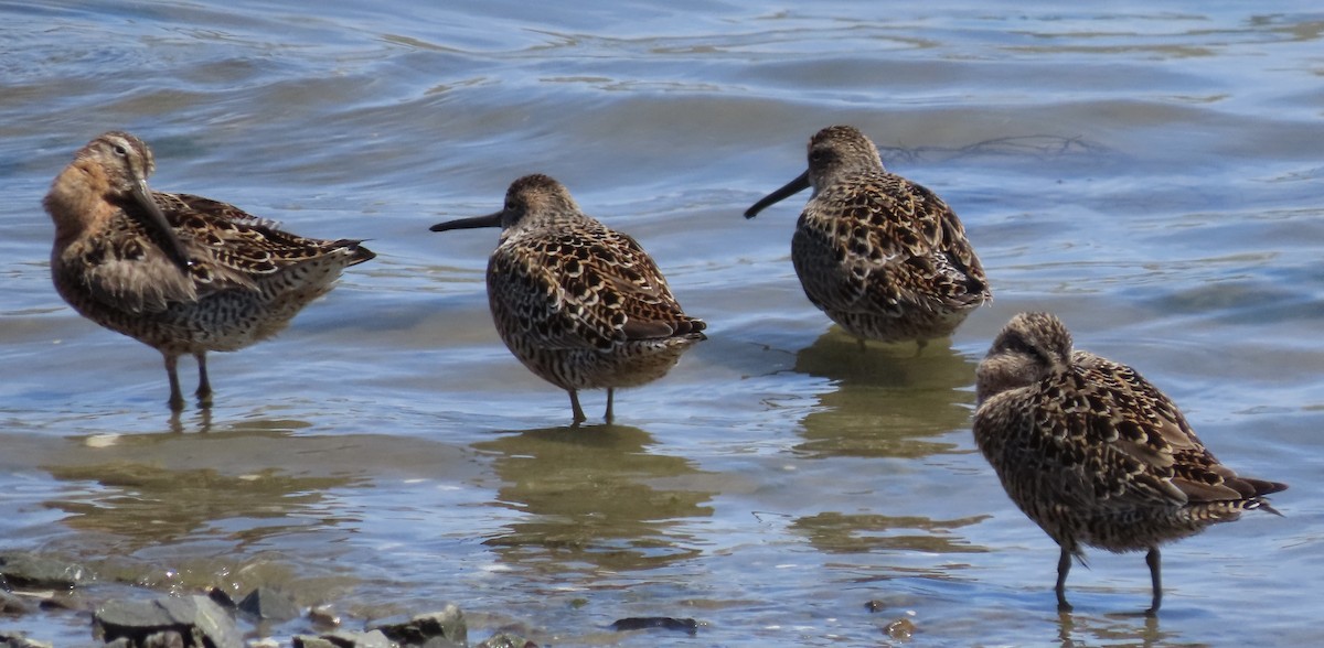 Short-billed Dowitcher (caurinus) - Patricia DiLuzio