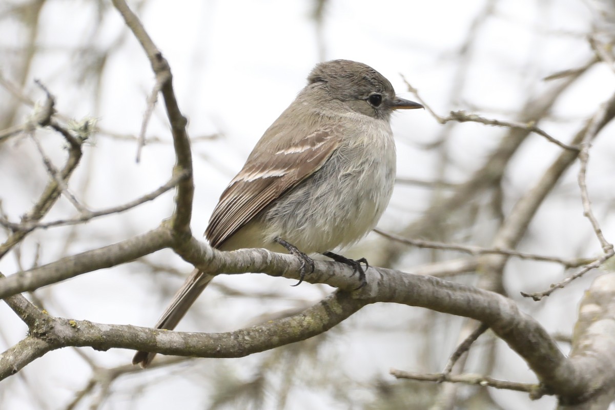 Gray Flycatcher - ML568075621