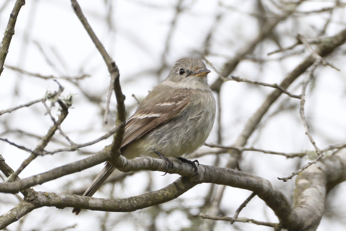 Gray Flycatcher - ML568075631