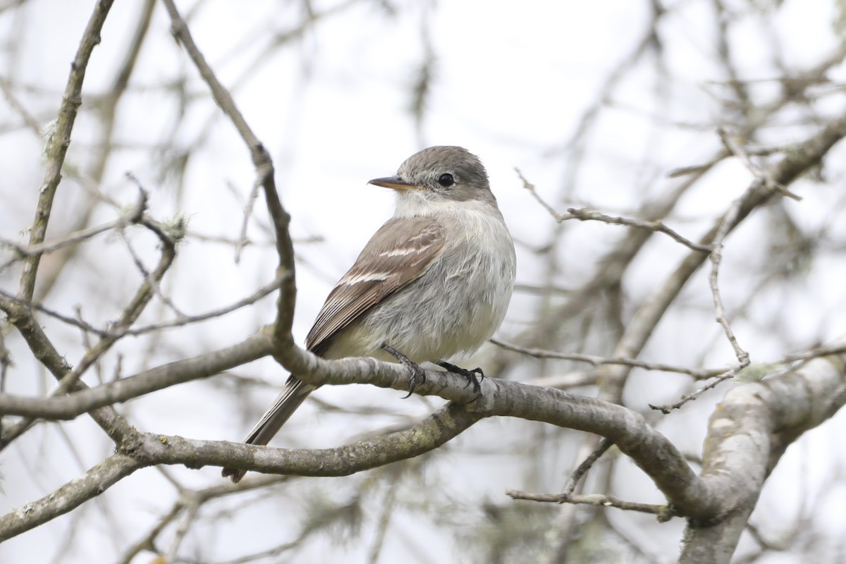 Gray Flycatcher - ML568075641