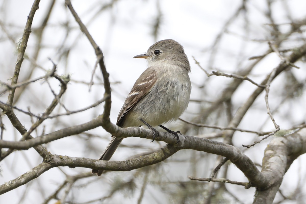 Gray Flycatcher - Ann Stockert