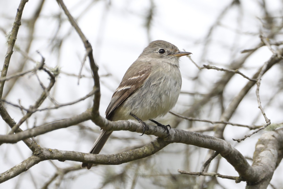 Gray Flycatcher - ML568075661