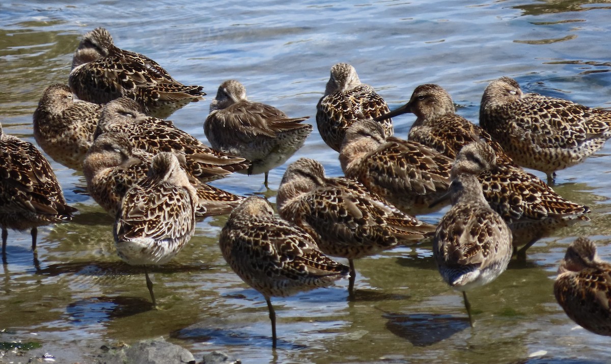 Short-billed Dowitcher (caurinus) - Patricia DiLuzio