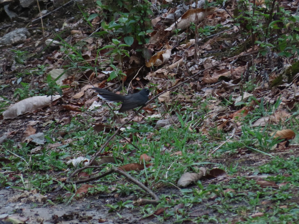 White-throated Fantail - ML568076581