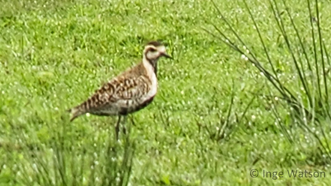 Pacific Golden-Plover - ML568076741