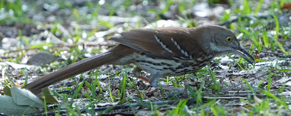 Brown Thrasher - ML568077171