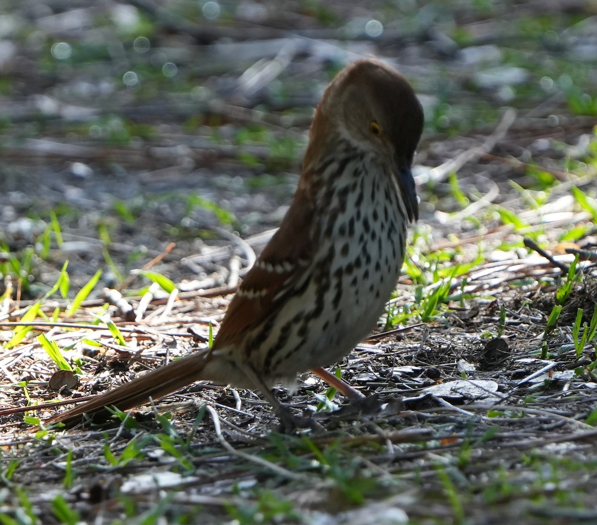 Brown Thrasher - ML568077461