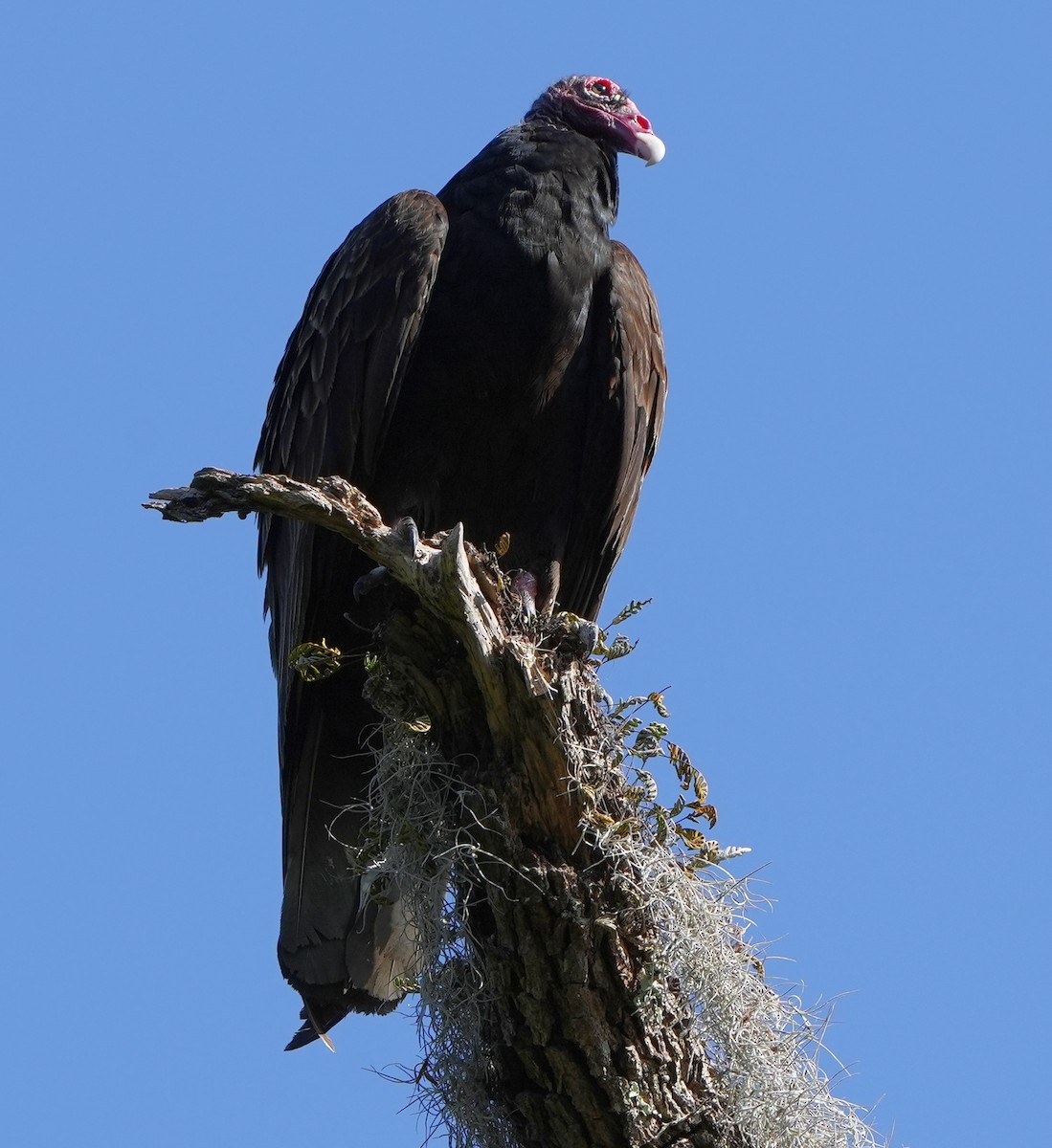 Turkey Vulture - ML568077711