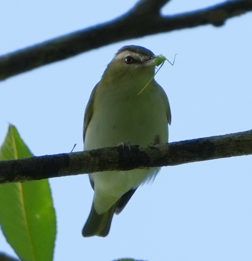 Red-eyed Vireo - ML568077951