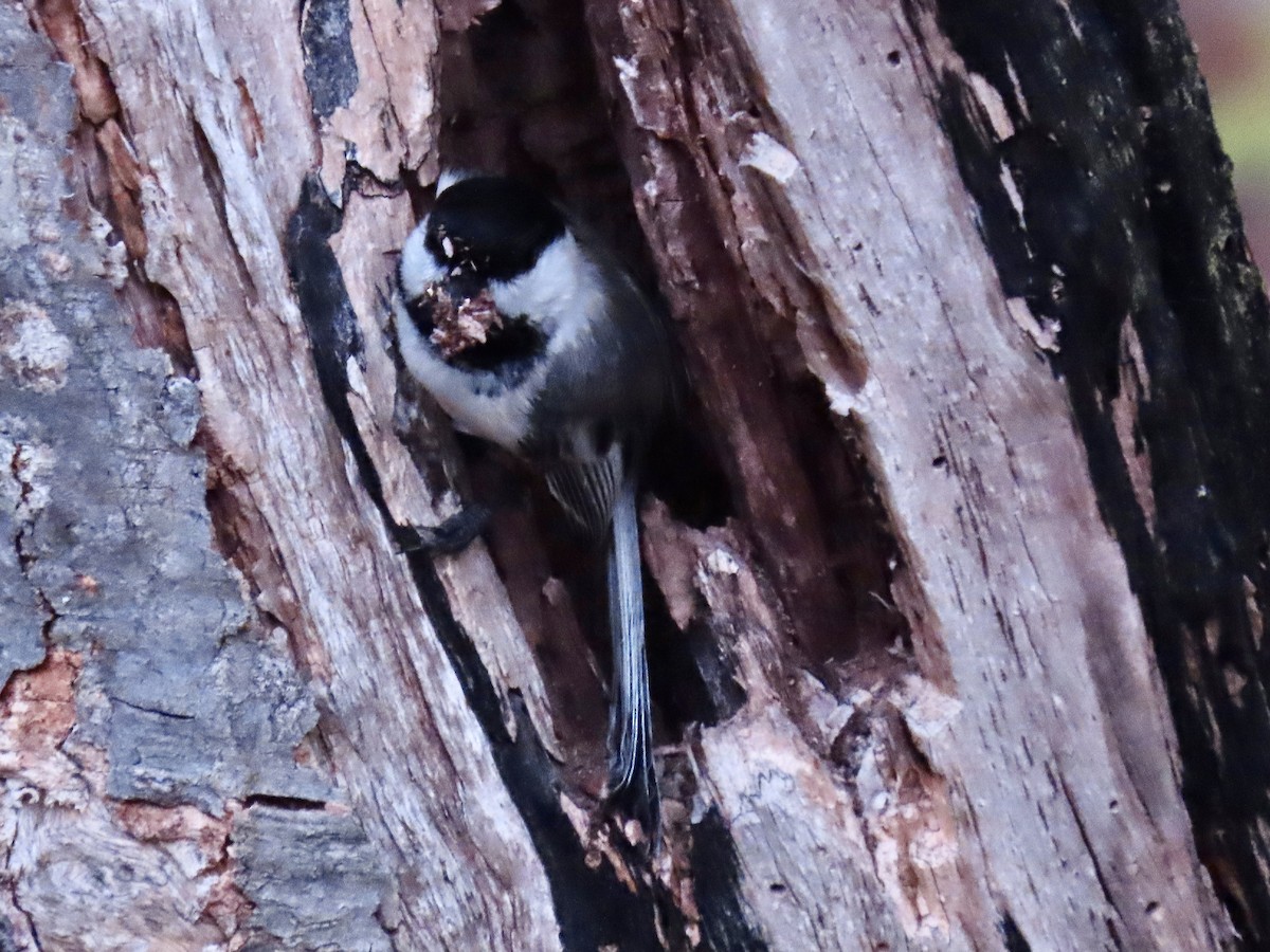 Black-capped Chickadee - ML568078161