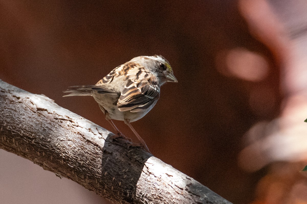White-throated Sparrow - Cameron Johnson