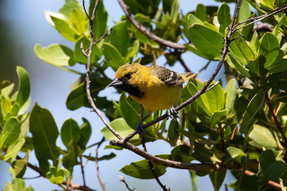 Orchard Oriole - ML568078481