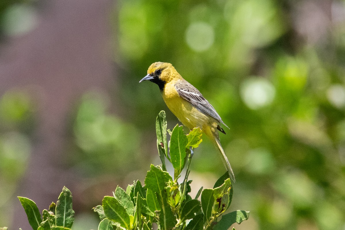 Orchard Oriole - ML568078501