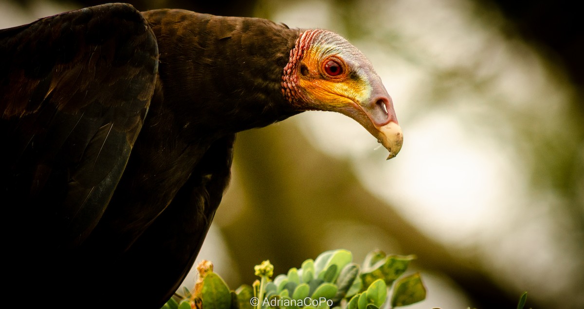 Lesser Yellow-headed Vulture - ML568079311