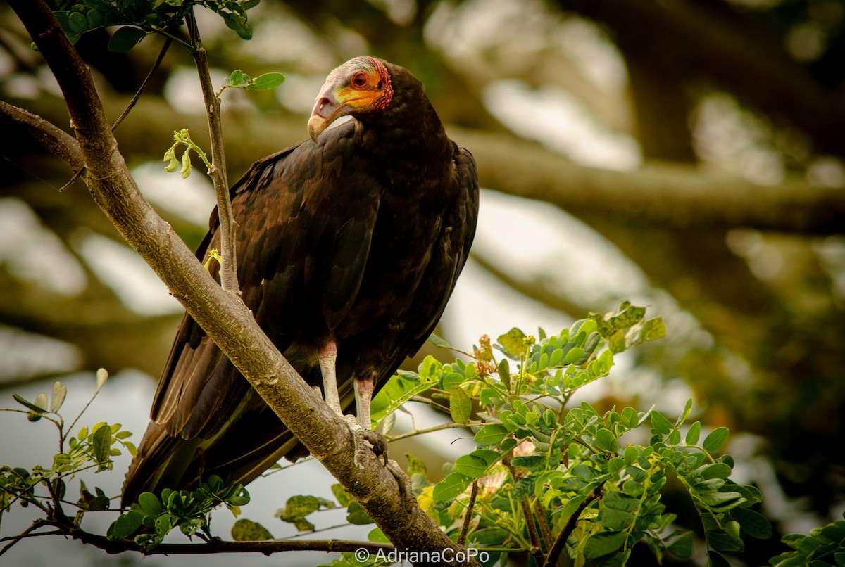 Lesser Yellow-headed Vulture - ML568079321