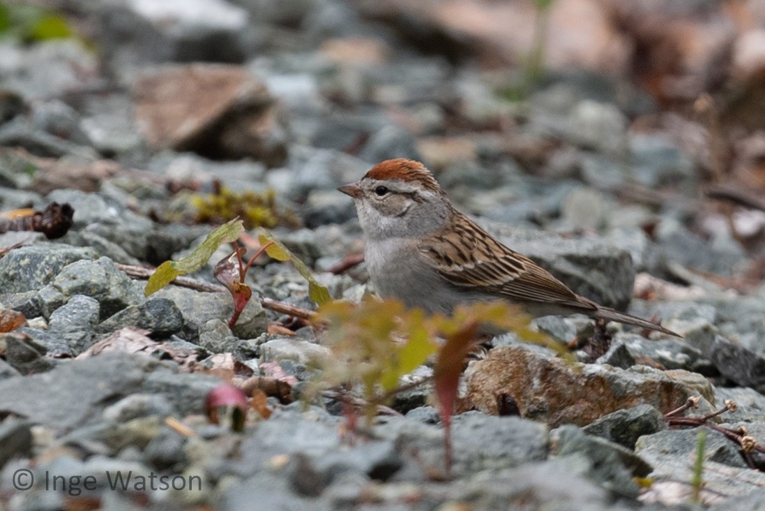 Chipping Sparrow - Inge W