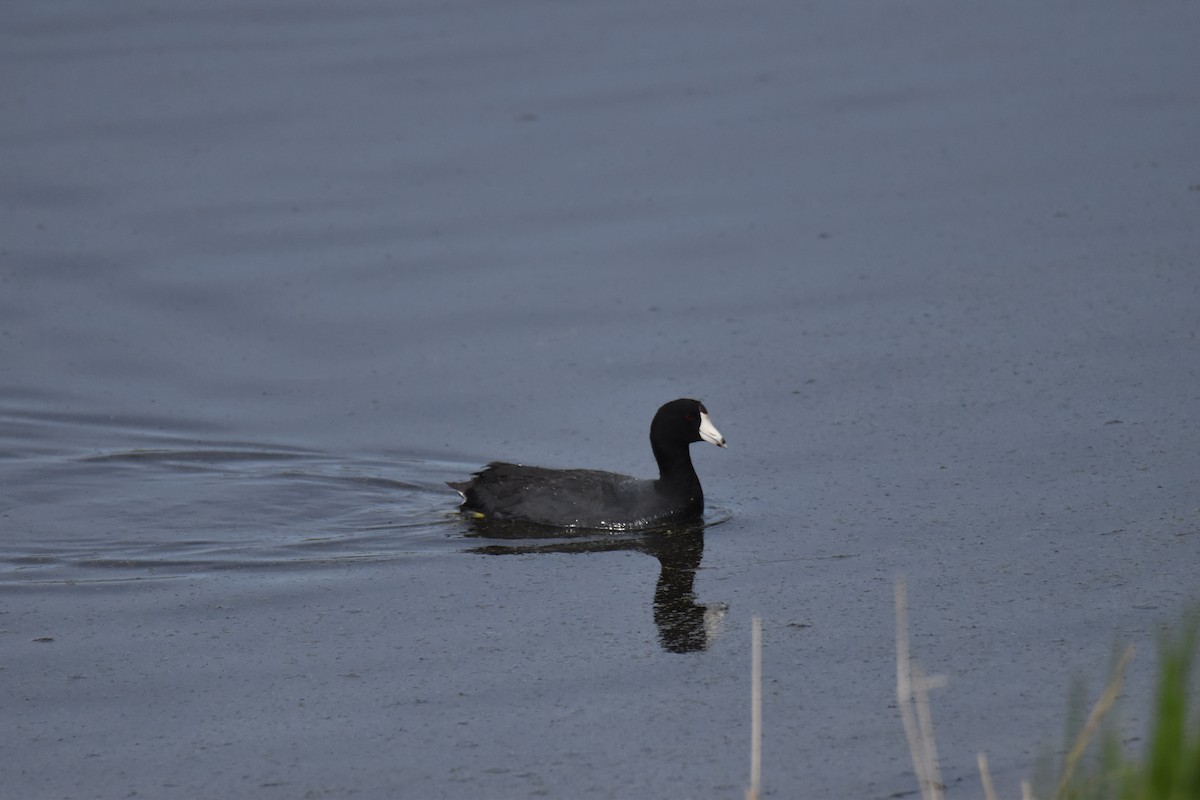 American Coot - ML568080711