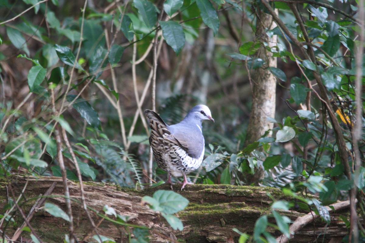 Wonga Pigeon - ML568083441