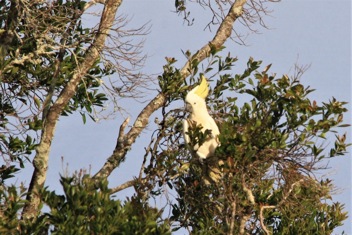 Sulphur-crested Cockatoo - ML568083561
