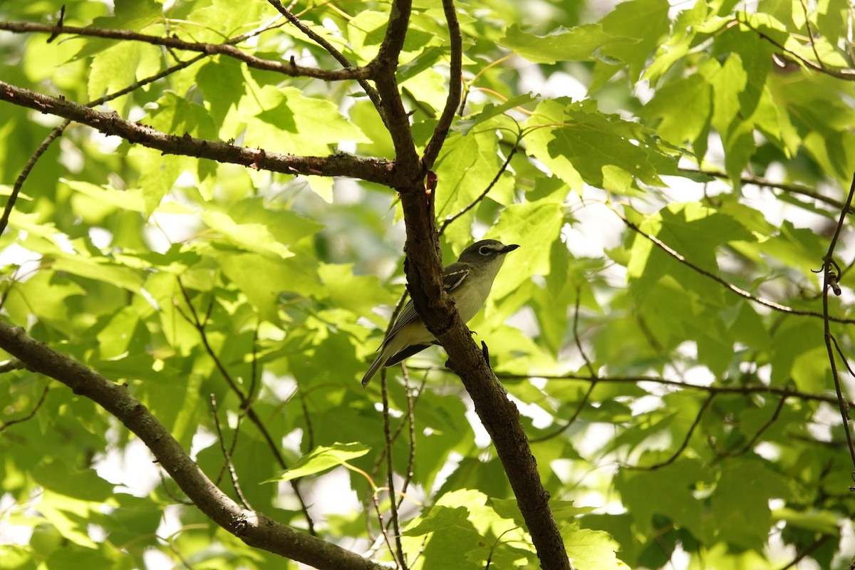 Blue-headed Vireo - J. Chandler Hall