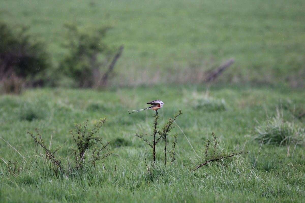 Scissor-tailed Flycatcher - ML568084171