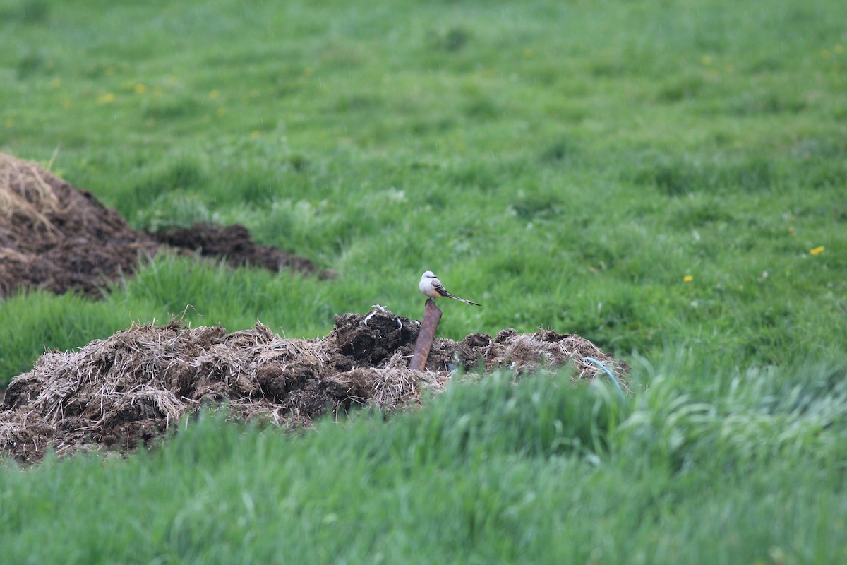 Scissor-tailed Flycatcher - ML568084321