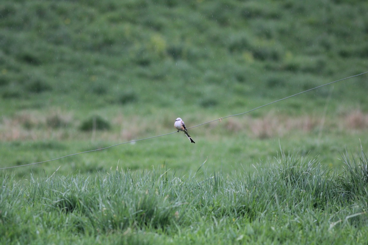 Scissor-tailed Flycatcher - ML568084791